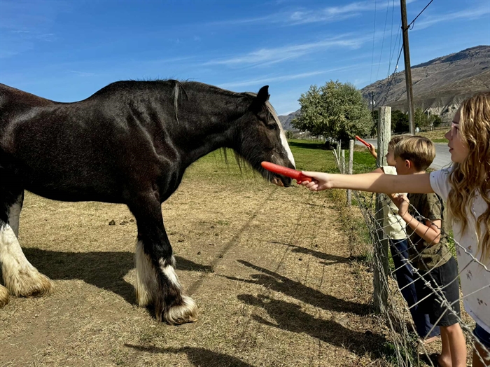 Fans bid farewell to beloved gentle giant in Ashcroft | iNFOnews.ca Three children stand at a wooden farm fence while one reaches out to offer a black horse a carrot.