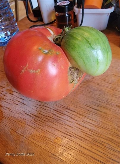 iN PHOTOS: Fun fall veggies emerge from gardens in Kamloops, Okanagan | iNFOnews.ca iN PHOTOS: Fun fall veggies emerge from gardens in Kamloops, Okanagan | iNFOnews.ca