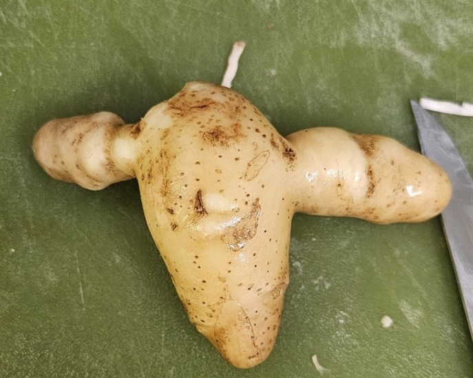 iN PHOTOS: Fun fall veggies emerge from gardens in Kamloops, Okanagan | iNFOnews.ca iN PHOTOS: Fun fall veggies emerge from gardens in Kamloops, Okanagan | iNFOnews.ca