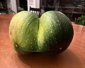 A green squash grew into two round squashes attached at the centre.