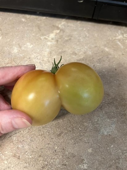 iN PHOTOS: Fun fall veggies emerge from gardens in Kamloops, Okanagan | iNFOnews.ca iN PHOTOS: Fun fall veggies emerge from gardens in Kamloops, Okanagan | iNFOnews.ca