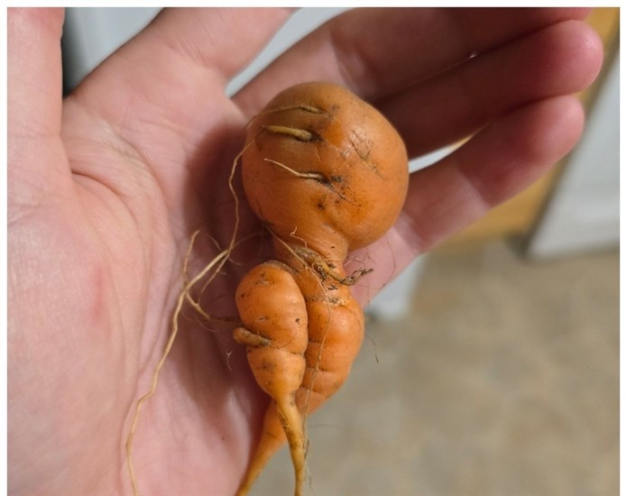 iN PHOTOS: Fun fall veggies emerge from gardens in Kamloops, Okanagan | iNFOnews.ca iN PHOTOS: Fun fall veggies emerge from gardens in Kamloops, Okanagan | iNFOnews.ca