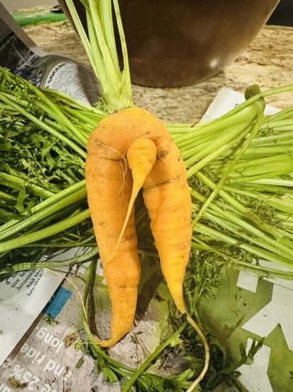 iN PHOTOS: Fun fall veggies emerge from gardens in Kamloops, Okanagan | iNFOnews.ca iN PHOTOS: Fun fall veggies emerge from gardens in Kamloops, Okanagan | iNFOnews.ca