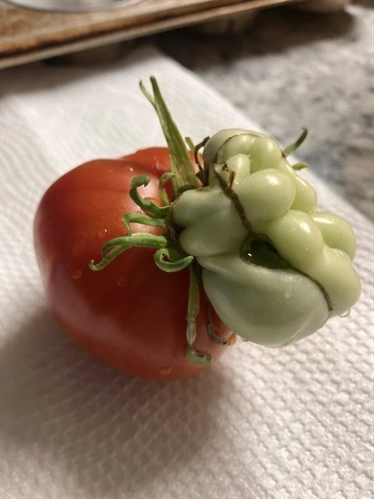 iN PHOTOS: Fun fall veggies emerge from gardens in Kamloops, Okanagan | iNFOnews.ca iN PHOTOS: Fun fall veggies emerge from gardens in Kamloops, Okanagan | iNFOnews.ca