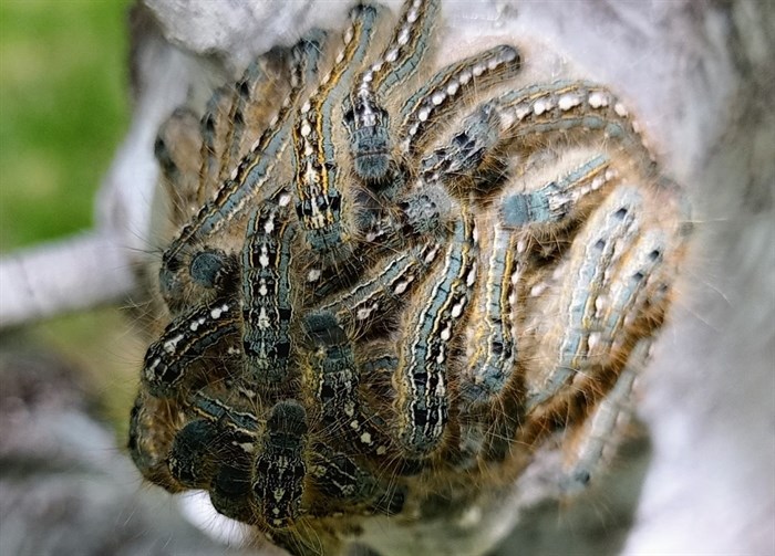 iN PHOTOS: Committees, kaleidoscopes and romps in Kamloops, Okanagan | iNFOnews.ca iN PHOTOS: Committees, kaleidoscopes and romps in Kamloops, Okanagan | iNFOnews.ca