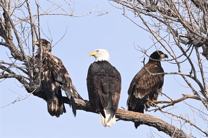 iN PHOTOS: Committees, kaleidoscopes and romps in Kamloops, Okanagan | iNFOnews.ca iN PHOTOS: Committees, kaleidoscopes and romps in Kamloops, Okanagan | iNFOnews.ca