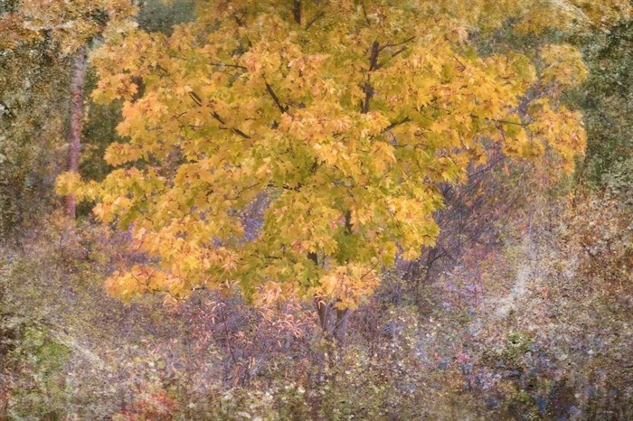 iN PHOTOS: Why autumn leaves change colour in Kamloops, Okanagan | iNFOnews.ca