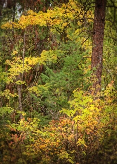 iN PHOTOS: Why autumn leaves change colour in Kamloops, Okanagan | iNFOnews.ca