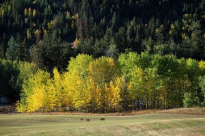 A grove of yellow and green leafy trees borders the back of a sprawling field with three horses in it.