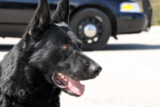 No housing plan for Kelowna man released after police dog attack | iNFOnews.ca