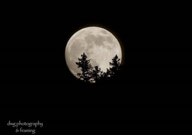 Brightest supermoon of year to shine over Kamloops, Okanagan | iNFOnews.ca A full bright moon is surrounded by black sky with tree silhouettes in front of it.