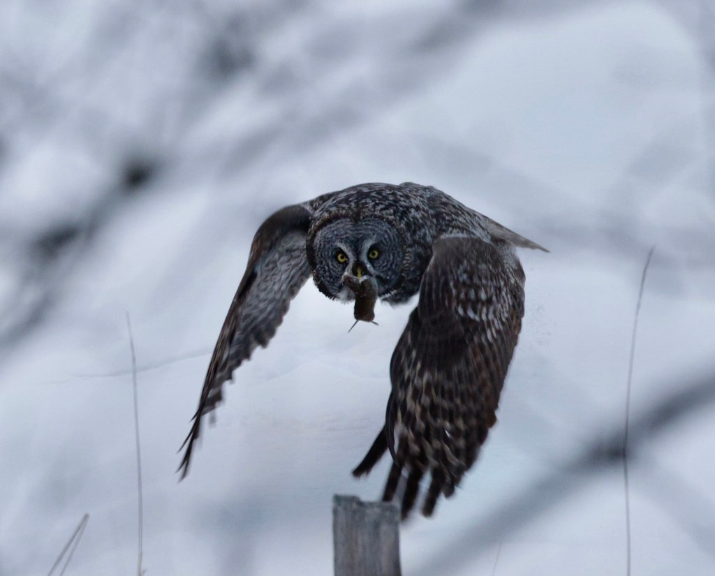 iN PHOTOS: Hungry predators on the hunt in Okanagan, Kamloops | iNFOnews.ca iN PHOTOS: Hungry predators on the hunt in Okanagan, Kamloops | iNFOnews.ca