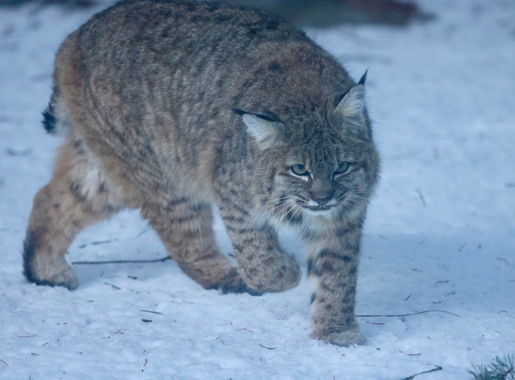 iN PHOTOS: Hungry predators on the hunt in Okanagan, Kamloops | iNFOnews.ca iN PHOTOS: Hungry predators on the hunt in Okanagan, Kamloops | iNFOnews.ca