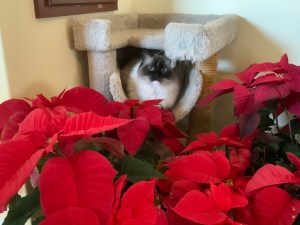A cat looks through red flowers.