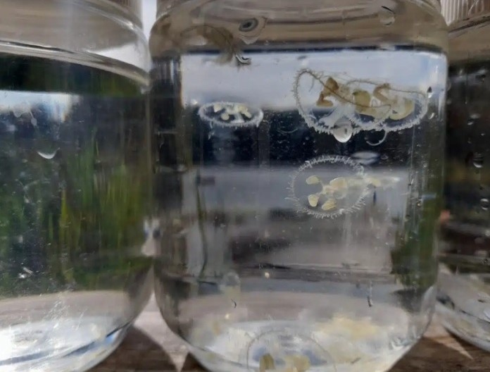 Discovery of invasive jellyfish in Osoyoos Lake raises more questions than answers | iNFOnews.ca Discovery of invasive jellyfish in Osoyoos Lake raises more questions than answers | iNFOnews.ca