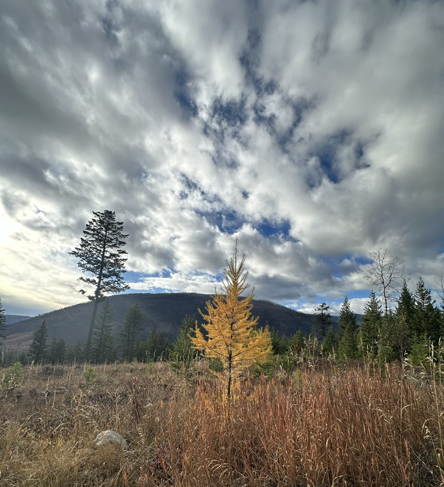 iN PHOTOS: Western larch lights up forests in Kamloops, Okanagan | iNFOnews.ca iN PHOTOS: Western larch lights up forests in Kamloops, Okanagan | iNFOnews.ca