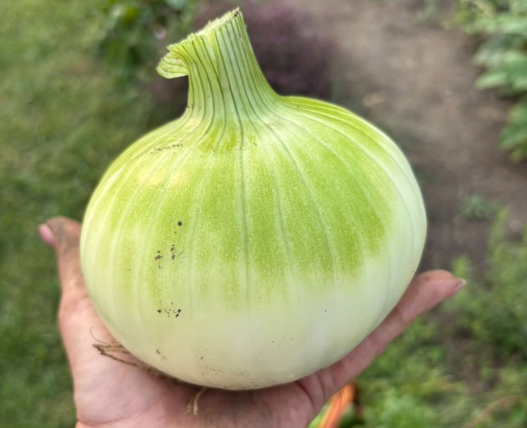 iN PHOTOS: The biggest eggplant in Kelowna and other Thompson-Okanagan veggie tales | iNwine