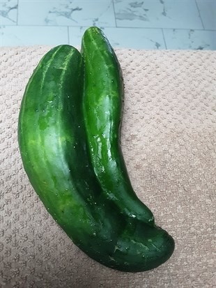 iN PHOTOS: Wonky garden vegetables in Kamloops, Okanagan Part Two | iNFOnews.ca iN PHOTOS: Wonky garden vegetables in Kamloops, Okanagan Part Two | iNFOnews.ca