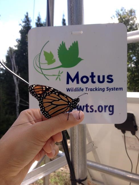 Dragonflies with tiny fanny packs show migration patterns in new study | iNFOnews.ca Dragonflies with tiny fanny packs show migration patterns in new study | iNFOnews.ca