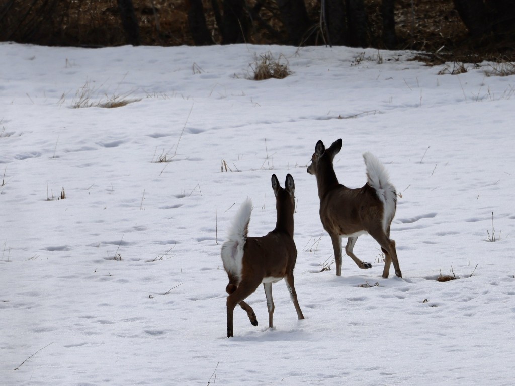 iN PHOTOS: Wild animals go bottoms up in Kamloops, Okanagan | iNFOnews.ca iN PHOTOS: Wild animals go bottoms up in Kamloops, Okanagan | iNFOnews.ca