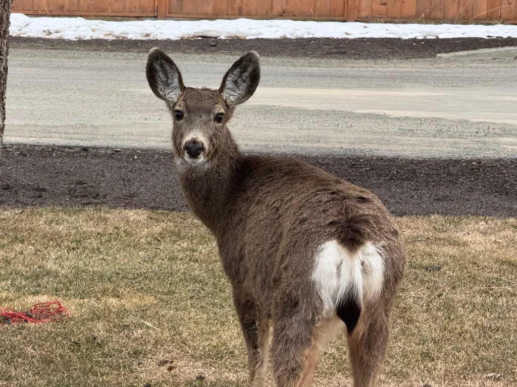 iN PHOTOS: Wild animals go bottoms up in Kamloops, Okanagan | iNFOnews.ca iN PHOTOS: Wild animals go bottoms up in Kamloops, Okanagan | iNFOnews.ca