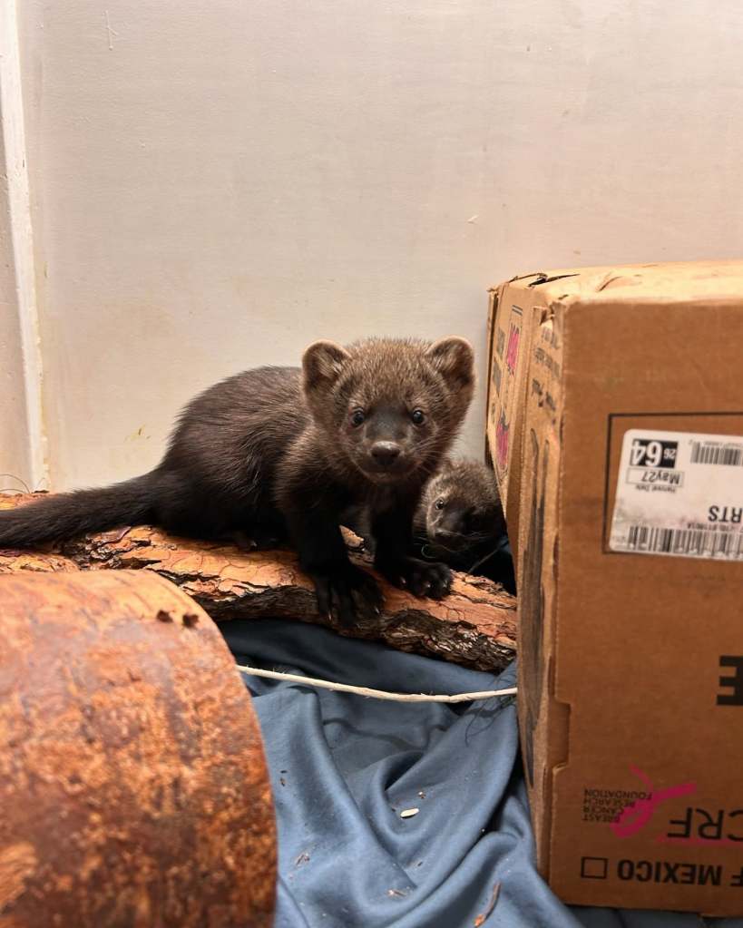 iN PHOTOS: Kamloops' BC Wildlife Park releases fishers, makes one permanent resident | iNFOnews.ca
