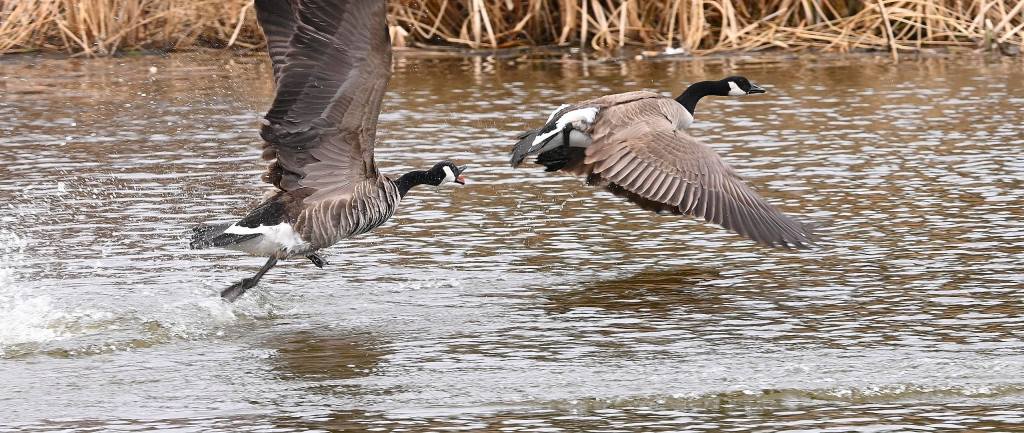 iN PHOTOS: Animals being silly in Kamloops, Okanagan | iNFOnews.ca iN PHOTOS: Animals being silly in Kamloops, Okanagan | iNFOnews.ca