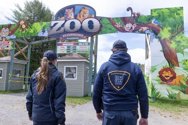 Animal welfare advocates move to seize exotic animals from Quebec roadside zoo | iNFOnews.ca