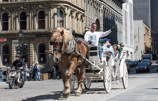 Montreal imposes one-year ban on horse-drawn carriages to create new rules | iNFOnews.ca