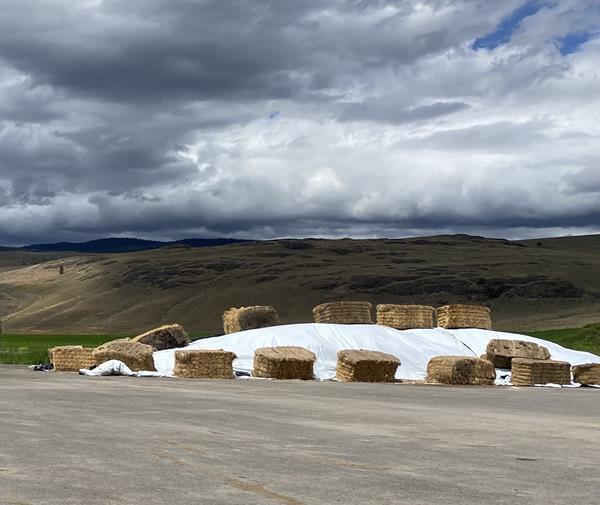 Hay bales and covered in white plastic wrap on a farm.