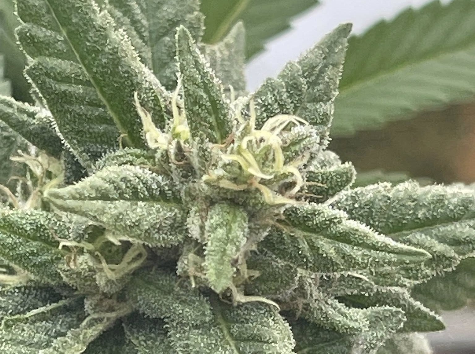 The top of green fully grown cannabis plant is surrounded by green leaves.