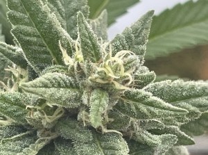 The top of green fully grown cannabis plant is surrounded by green leaves.