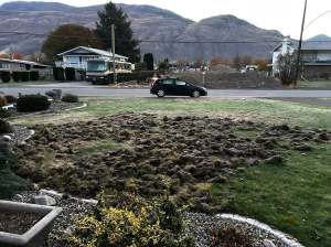 Chunks of grass on a front lawn which is ripped up with overturned mounds of grass and dirt.