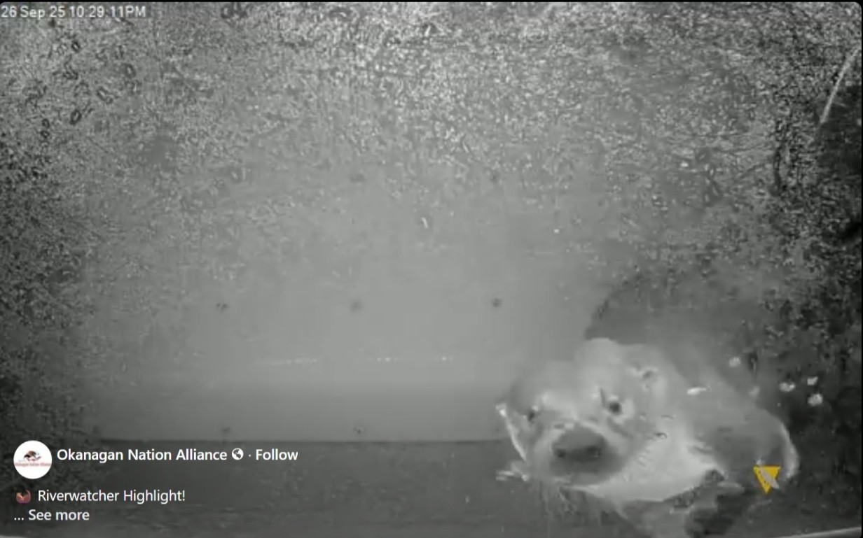 Watch as salmon, and otters, swim through a dam on the way to Okanagan Lake | iNFOnews.ca The face and part of the body of a river otter is seen under water.