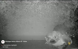 The face and part of the body of a river otter is seen under water.