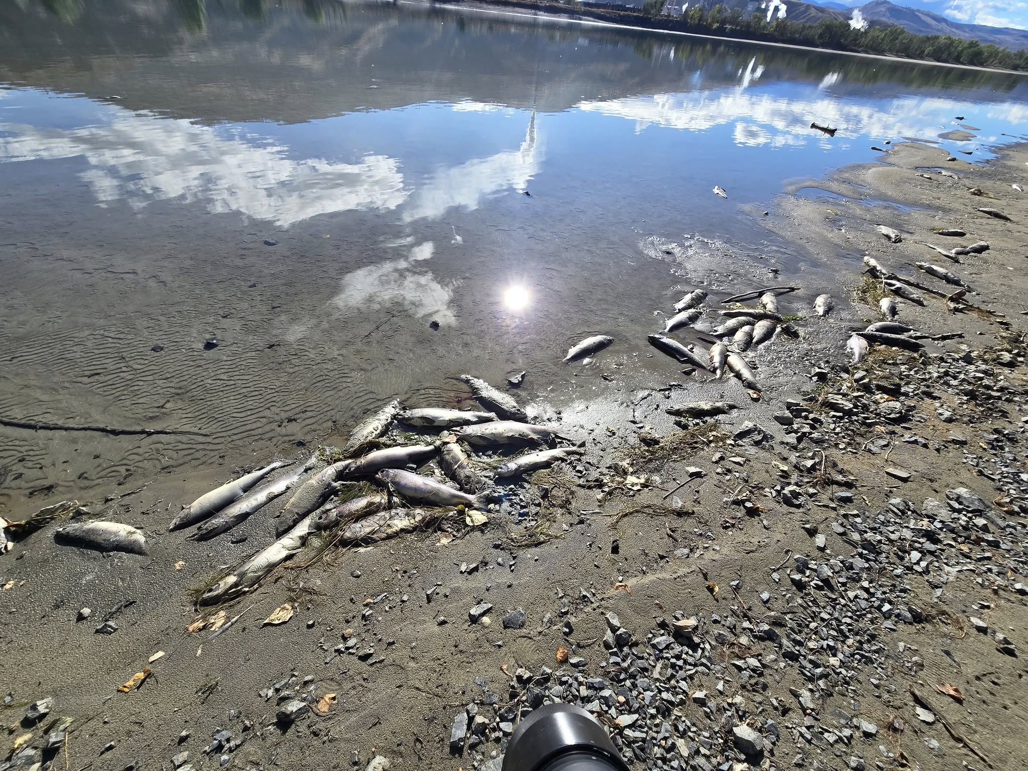 iN VIDEO: Large numbers of dead salmon washing up on Kamloops' shorelines | iNFOnews.ca Roughly forty grey salmon carcasses are strewn on a beach along a clear, calm river.