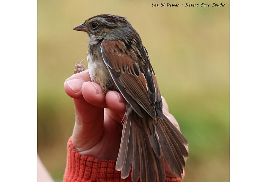 A brown sparrow with a fan of tail feathers is perched on the fingers of a hand.