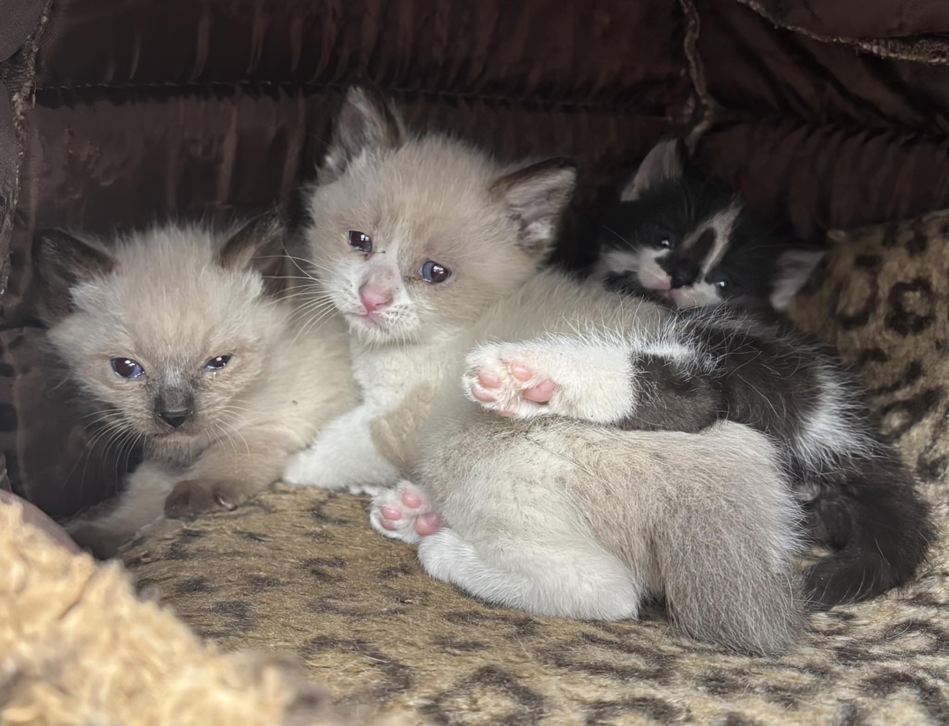 Local business owner teams up with Okanagan Humane Society to save Rutland kittens | iNFOnews.ca Local business owner teams up with Okanagan Humane Society to save Rutland kittens | iNFOnews.ca