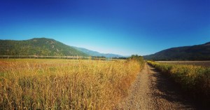 A field with a path going through it and a clear blue sky.